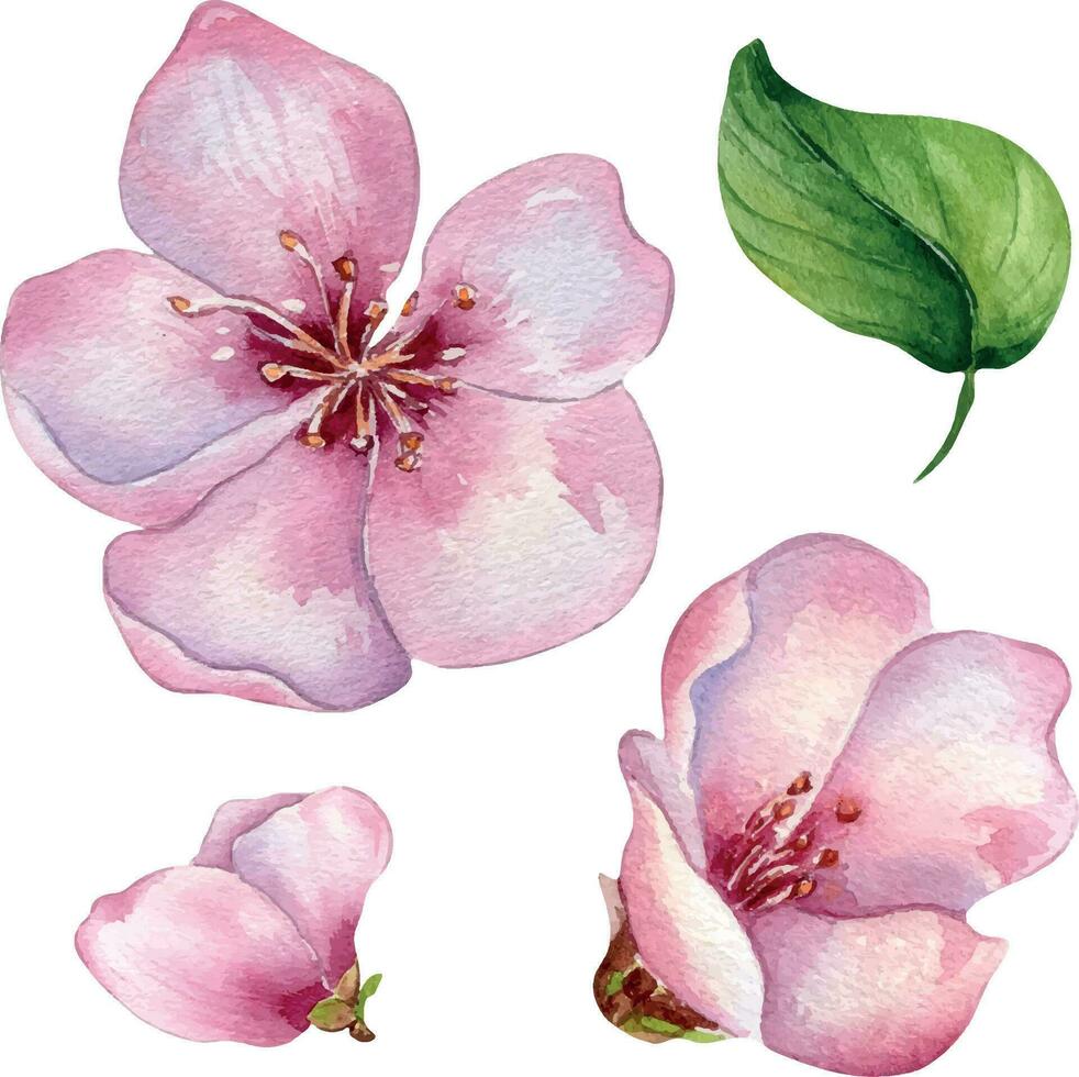 conjunto de rosado flores de melocotón árbol acuarela ilustración aislado en blanco. florecer Fruta árbol, blanco floración mano cuadro. diseño elemento para Boda invitación, textil, envase, tarjeta, paquete. vector