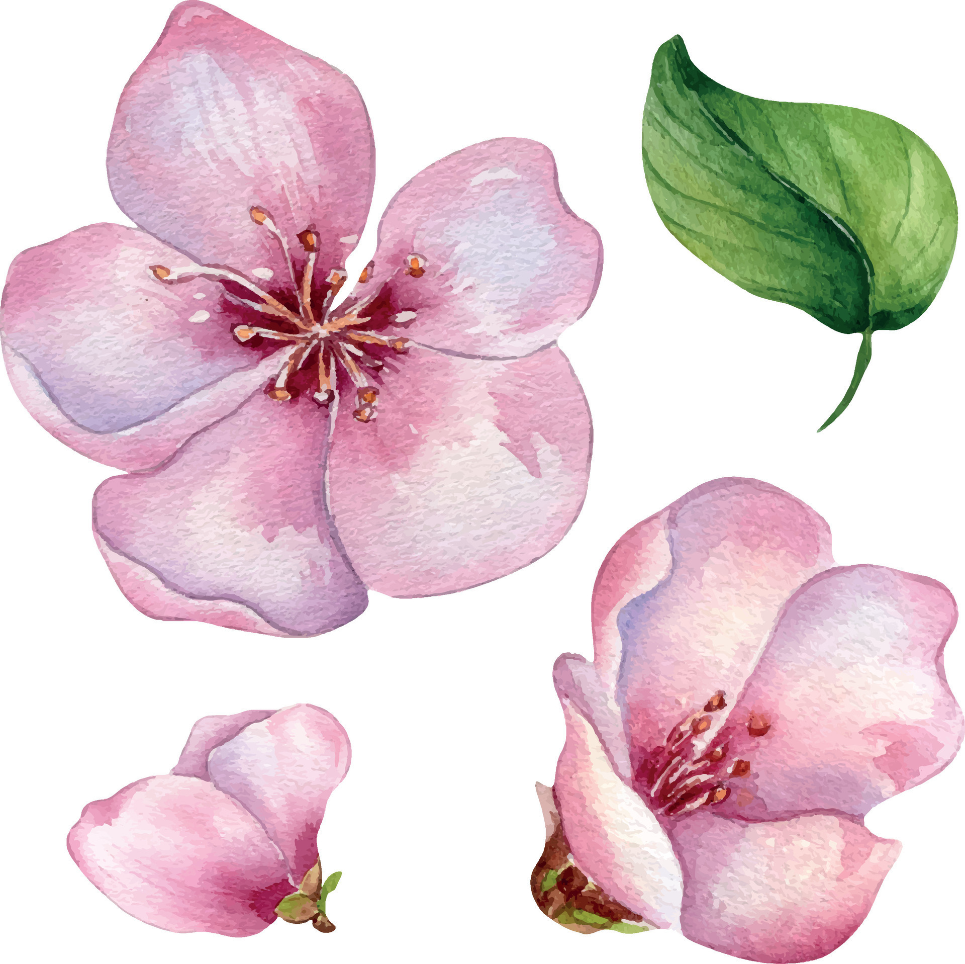 Set of pink flowers of peach tree watercolor illustration isolated on