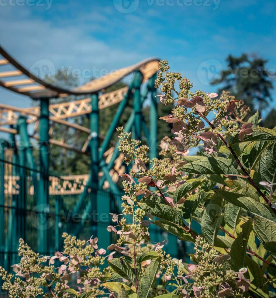 Amusement park rides with a blue sky and flowers bush concept photo. Blooming fuchsia photo