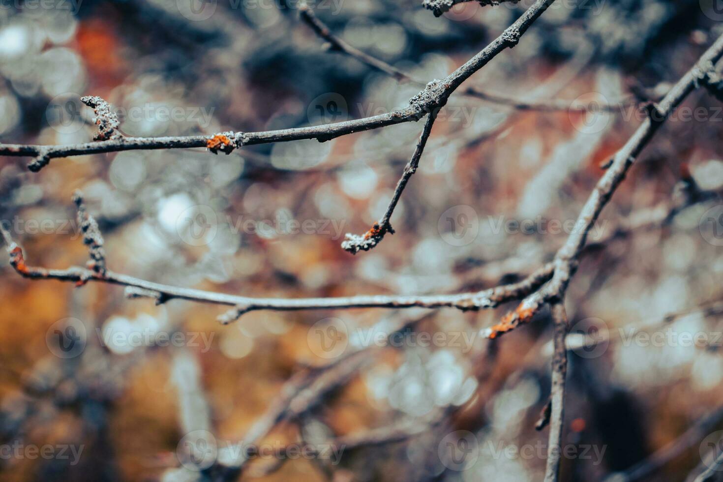 Close up dry branch and foliage in autumn concept photo