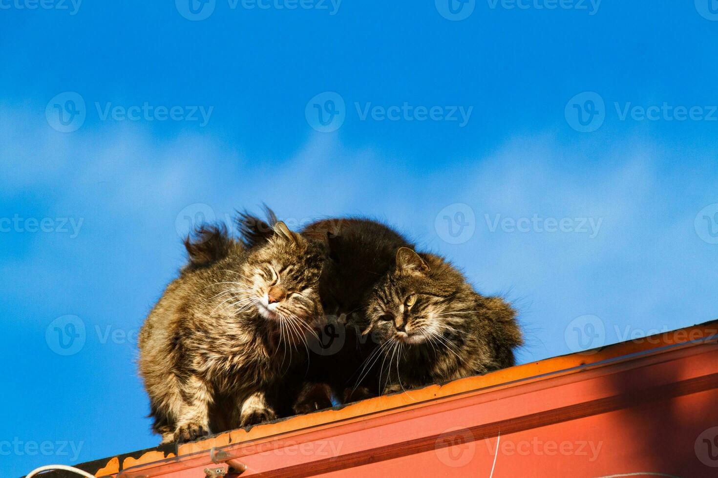 Low-angle shot of three cats looking down from the roof, cats sitting on the roof, cute kittens on the rooftop, home pets against the blue sky, two cats on the roof. photo