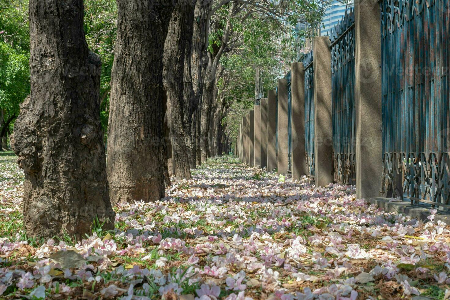 Beautiful cherry pink blossom sakura flower bloom in springtime season in April, fresh green nature grass outdoor park garden on floor carpet full of love, magenta aroma cherry blossom floral scenery photo