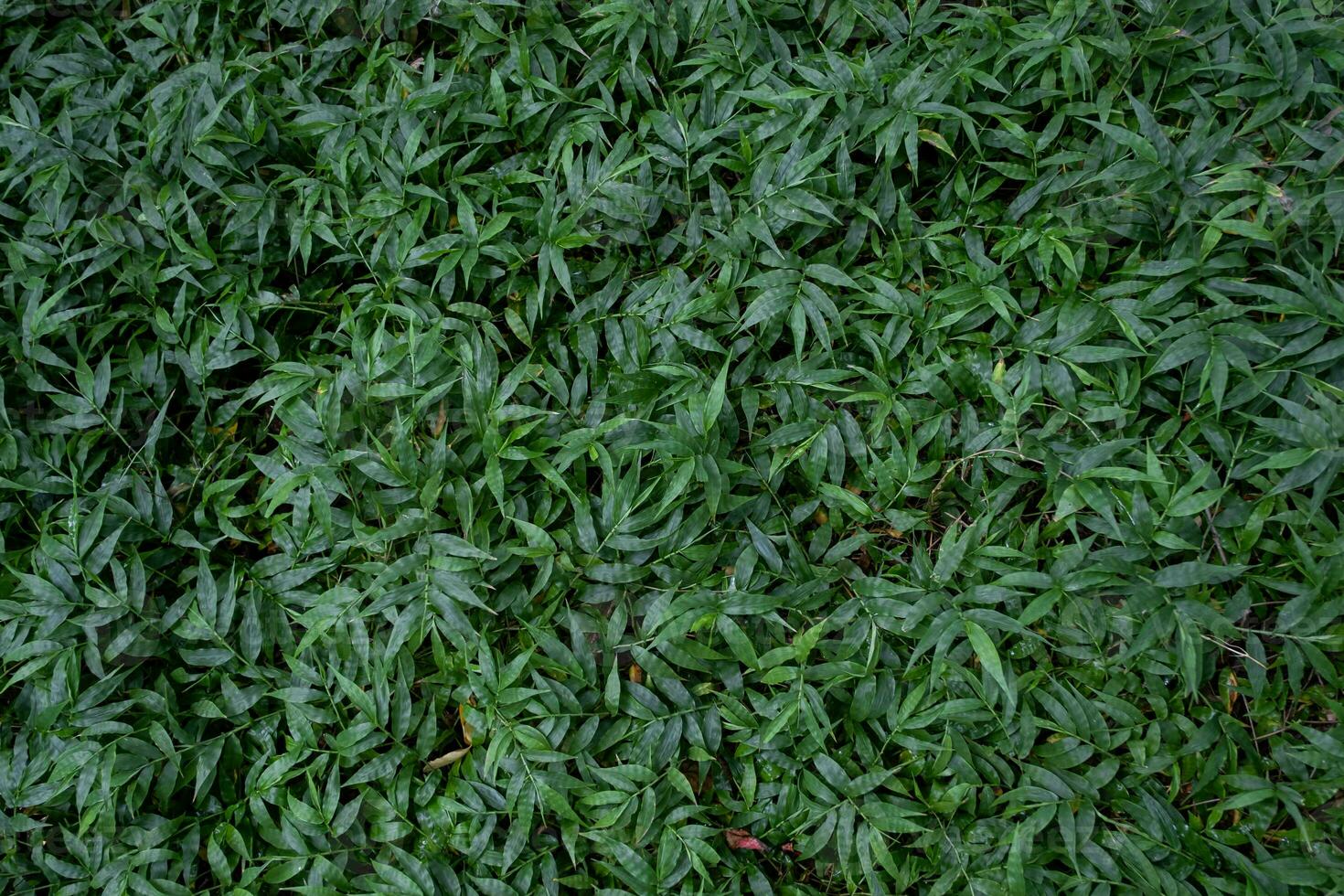 Beautiful green color leaf in peace forest tropical spring nature tree pattern background wallpaper, summer organic environment in jungle concept fresh ecology clean flower grass bush botanical photo