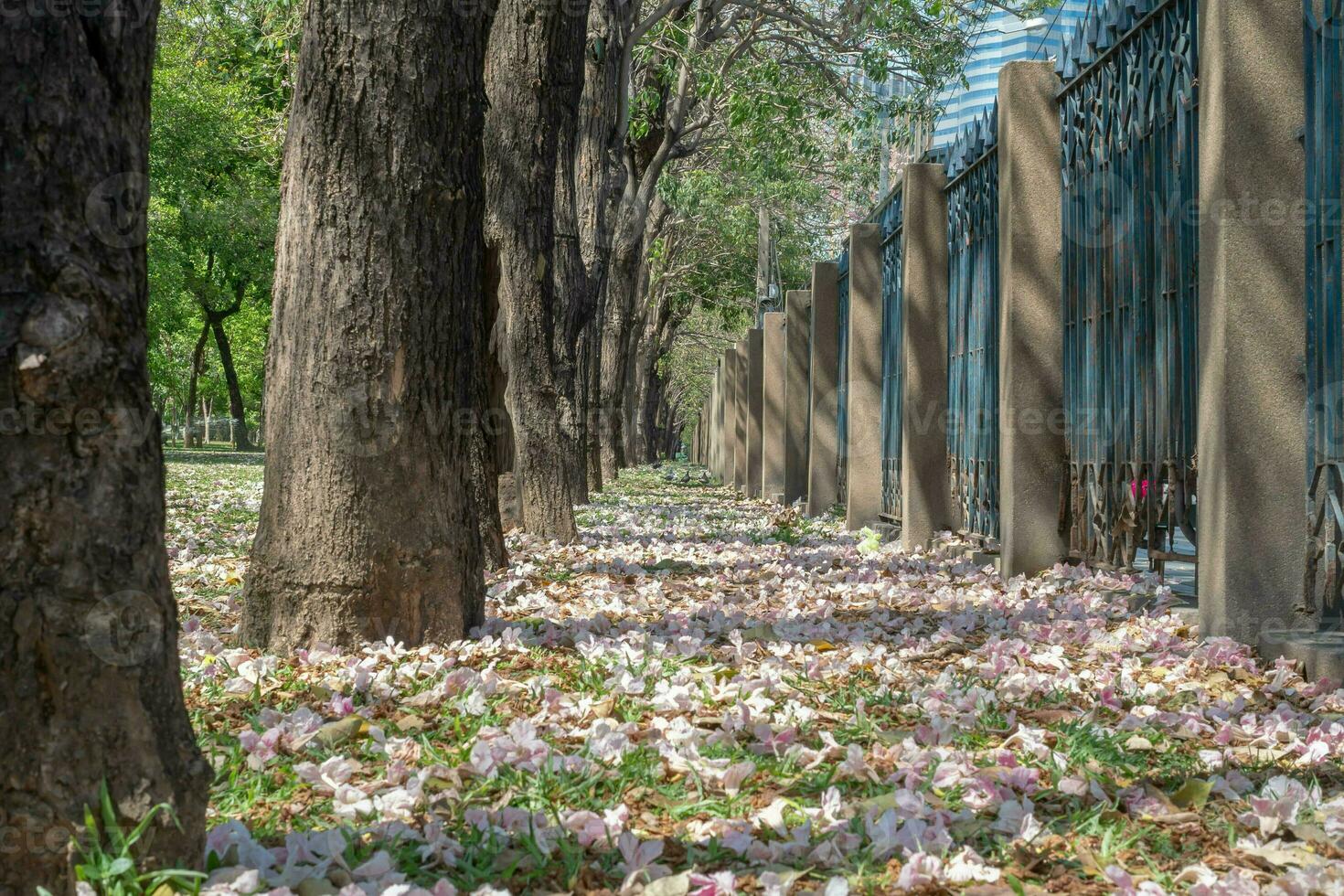 Beautiful cherry pink blossom sakura flower bloom in springtime season in April, fresh green nature grass outdoor park garden on floor carpet full of love, magenta aroma cherry blossom floral scenery photo