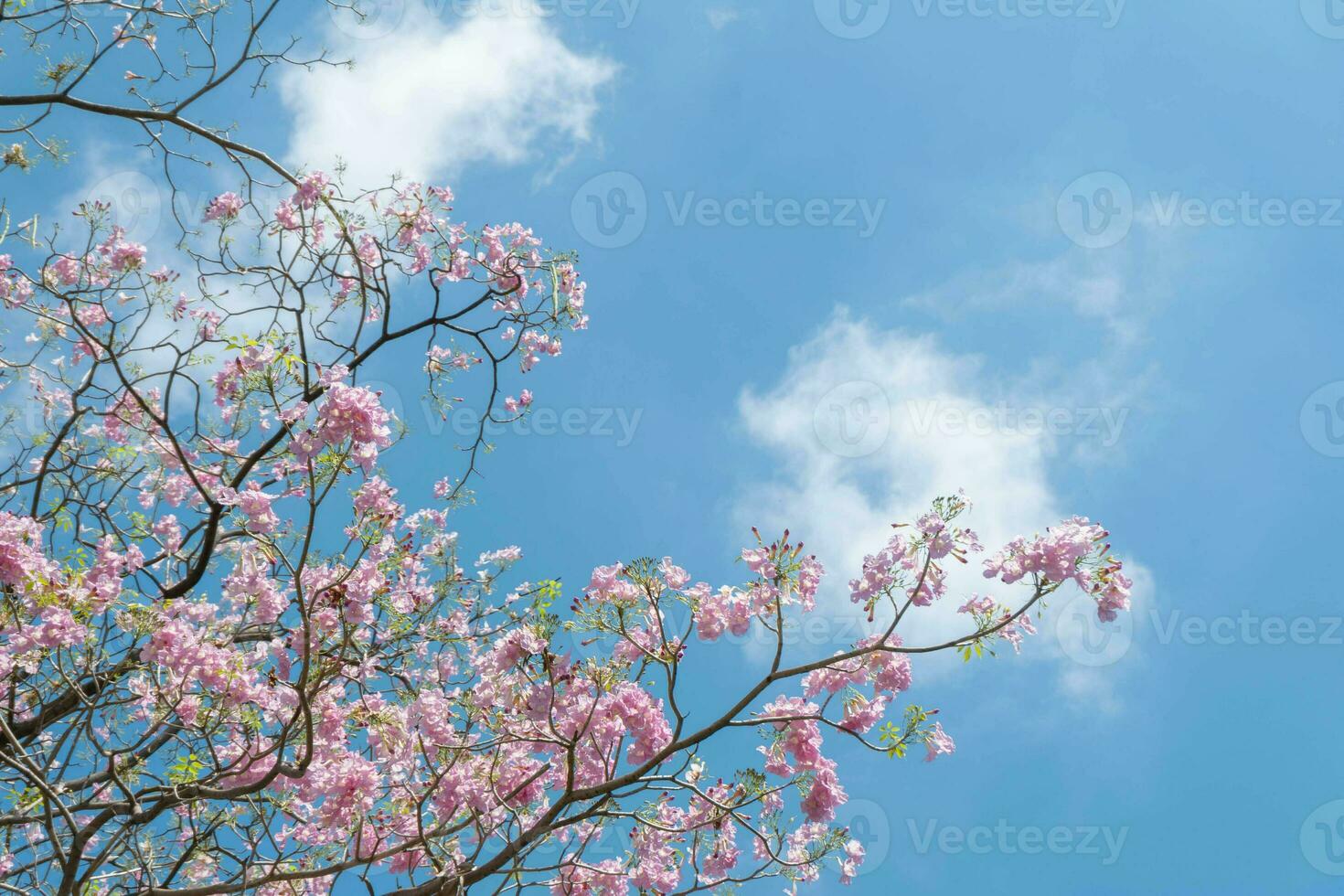 Beauty blooming blossom cherry pink sakura flower in the bright blue sky with cloud in spring and summer, nature pretty fresh floral petal plant with blue background on outdoor sunlight sunny day photo