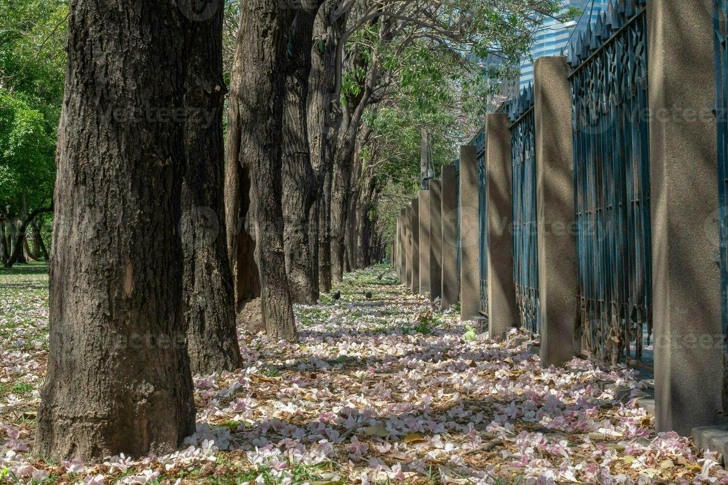 Beautiful cherry pink blossom sakura flower bloom in springtime season in April, fresh green nature grass outdoor park garden on floor carpet full of love, magenta aroma cherry blossom floral scenery photo