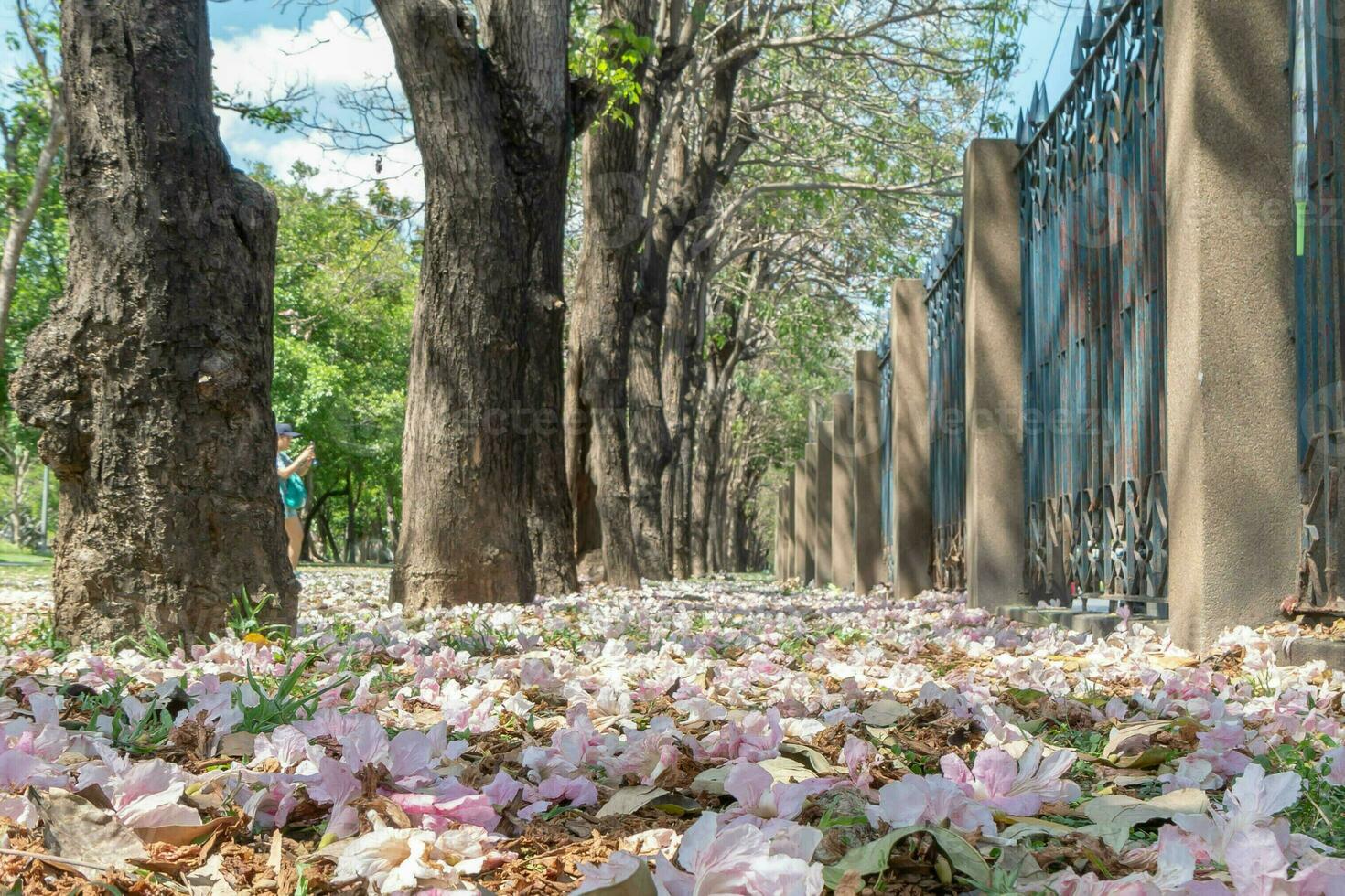 Beautiful cherry pink blossom sakura flower bloom in springtime season in April, fresh green nature grass outdoor park garden on floor carpet full of love, magenta aroma cherry blossom floral scenery photo