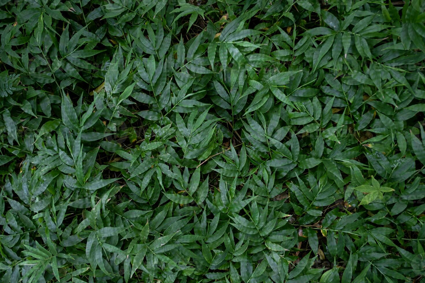 Beautiful green color leaf in peace forest tropical spring nature tree pattern background wallpaper, summer organic environment in jungle concept fresh ecology clean flower grass bush botanical photo