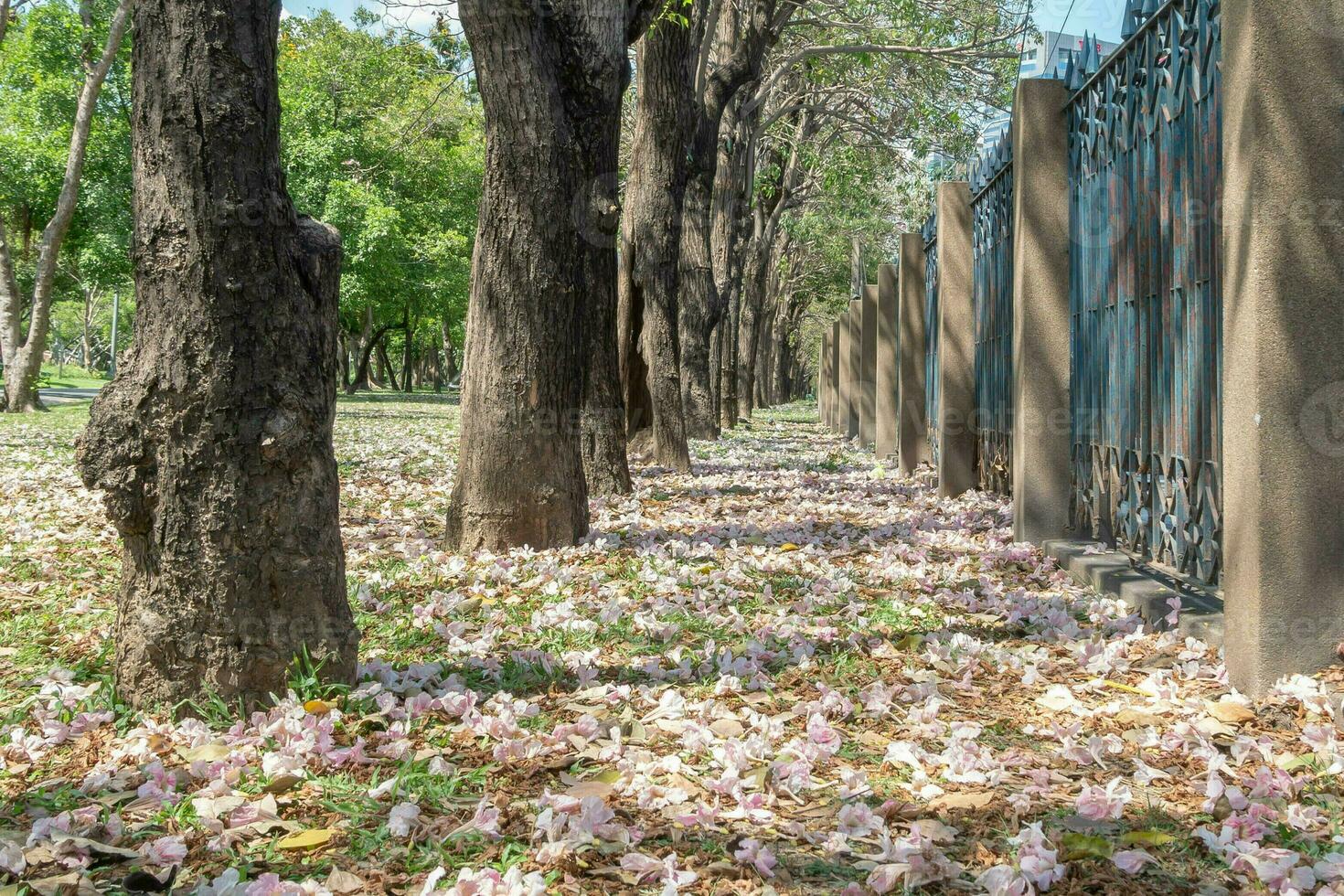 Beautiful cherry pink blossom sakura flower bloom in springtime season in April, fresh green nature grass outdoor park garden on floor carpet full of love, magenta aroma cherry blossom floral scenery photo