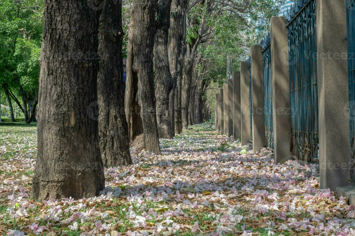 Beautiful cherry pink blossom sakura flower bloom in springtime season in April, fresh green nature grass outdoor park garden on floor carpet full of love, magenta aroma cherry blossom floral scenery photo