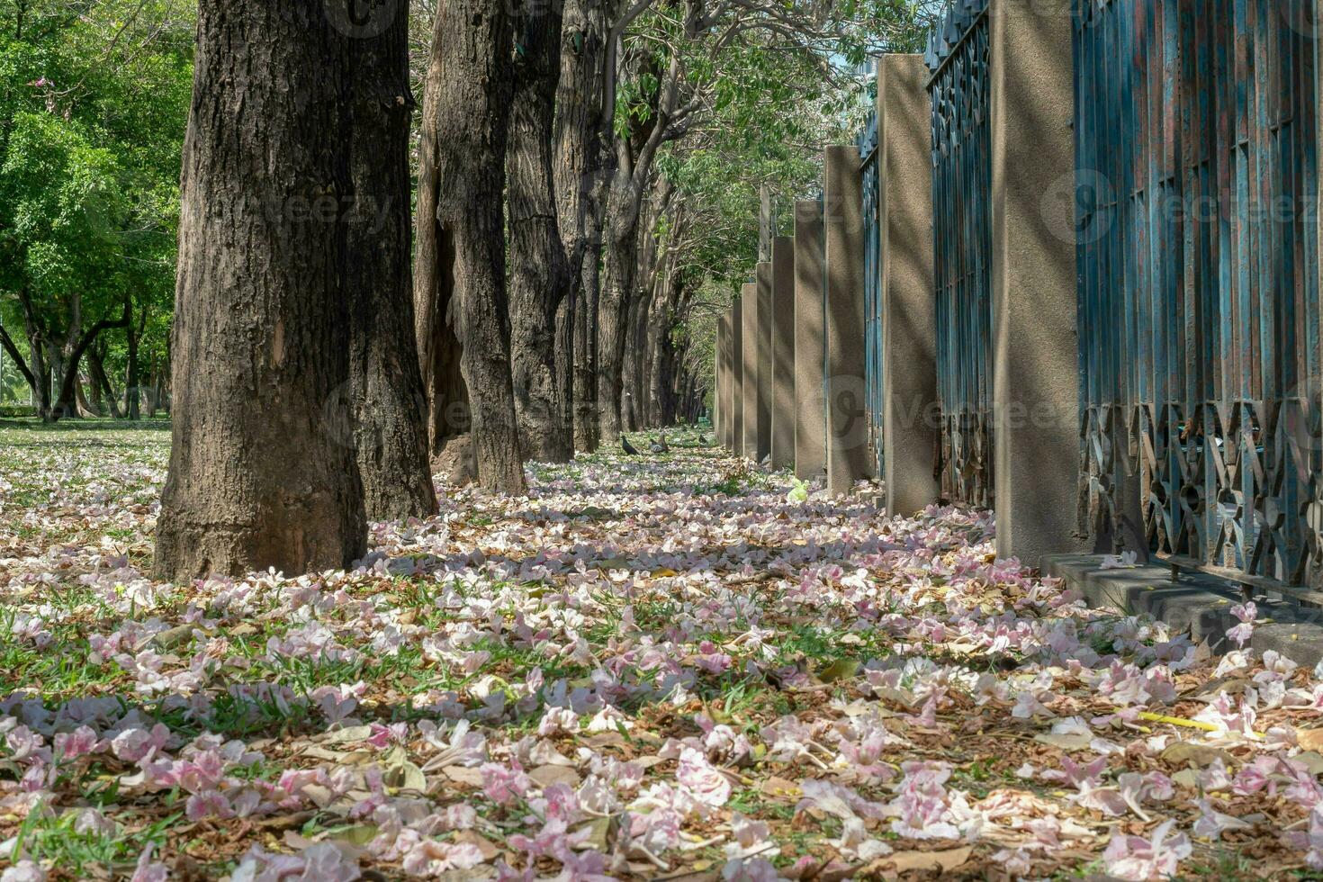 Beautiful cherry pink blossom sakura flower bloom in springtime season in April, fresh green nature grass outdoor park garden on floor carpet full of love, magenta aroma cherry blossom floral scenery photo