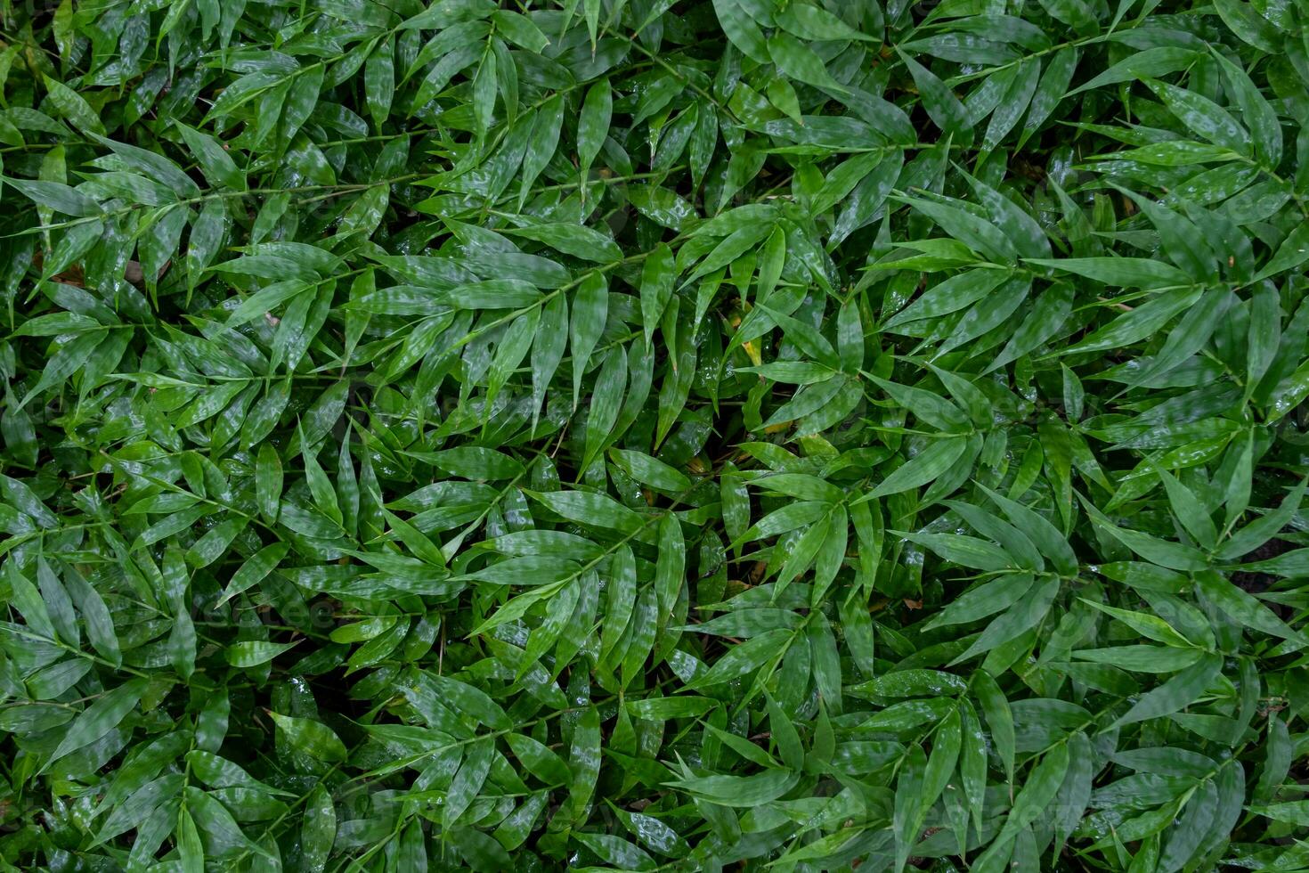 Beautiful green color leaf in peace forest tropical spring nature tree pattern background wallpaper, summer organic environment in jungle concept fresh ecology clean flower grass bush botanical photo