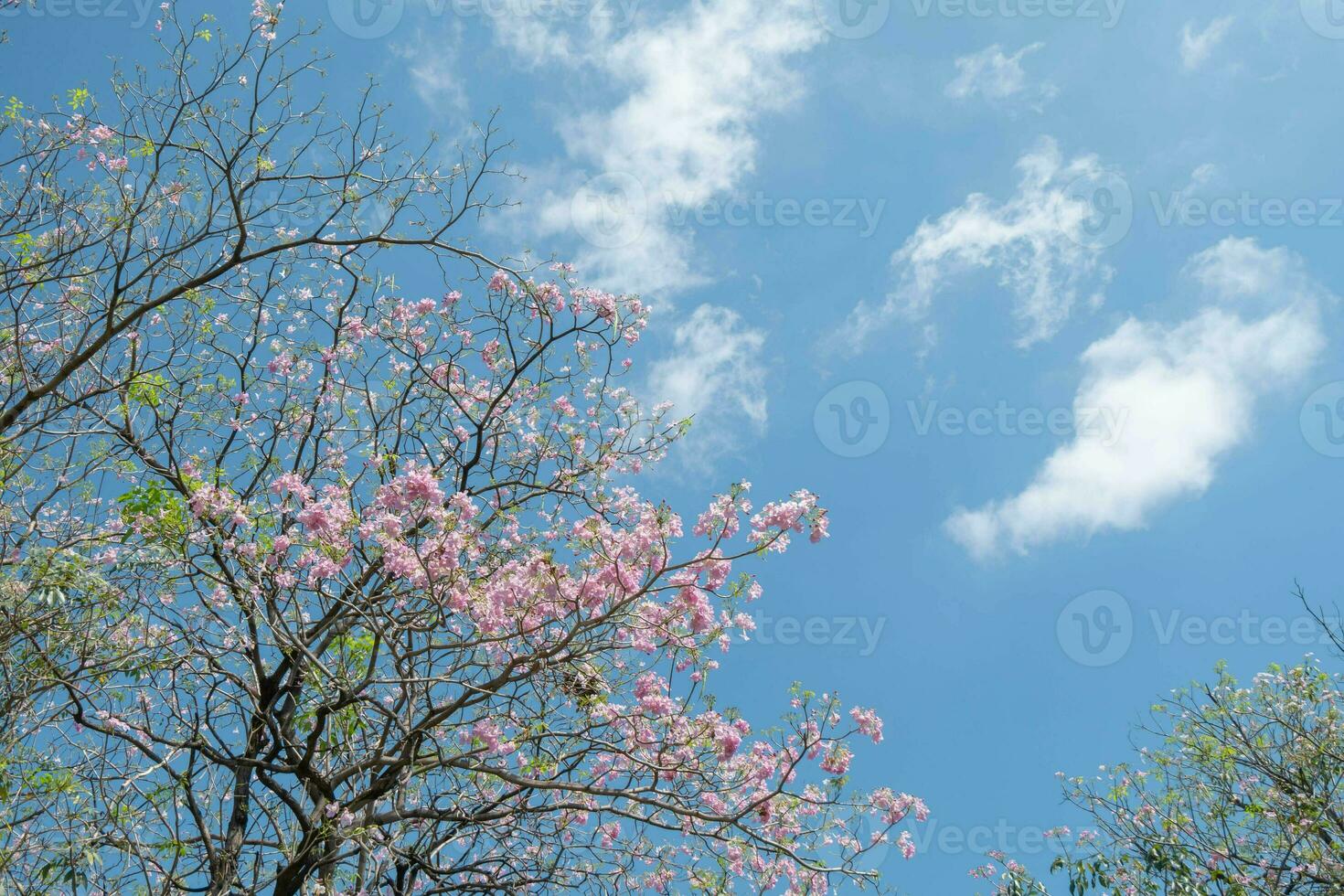 Beauty blooming blossom cherry pink sakura flower in the bright blue sky with cloud in spring and summer, nature pretty fresh floral petal plant with blue background on outdoor sunlight sunny day photo