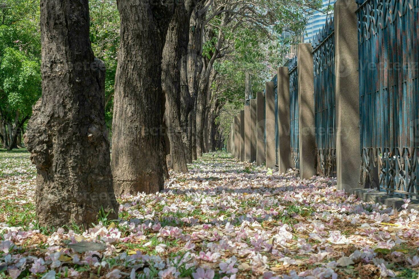 Beautiful cherry pink blossom sakura flower bloom in springtime season in April, fresh green nature grass outdoor park garden on floor carpet full of love, magenta aroma cherry blossom floral scenery photo