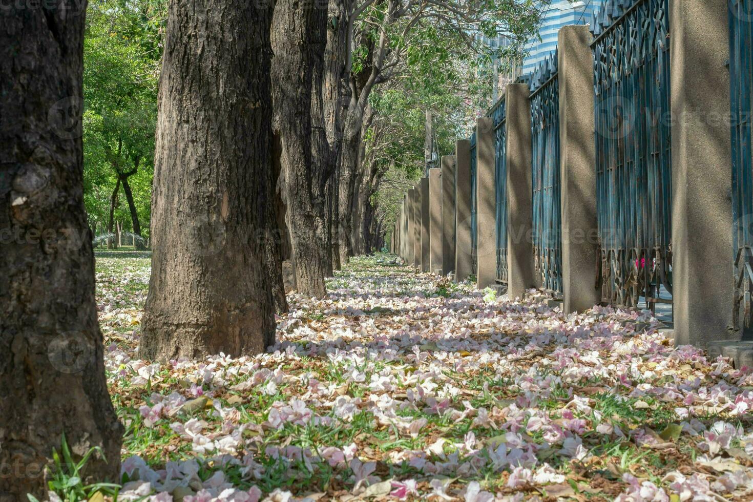 Beautiful cherry pink blossom sakura flower bloom in springtime season in April, fresh green nature grass outdoor park garden on floor carpet full of love, magenta aroma cherry blossom floral scenery photo
