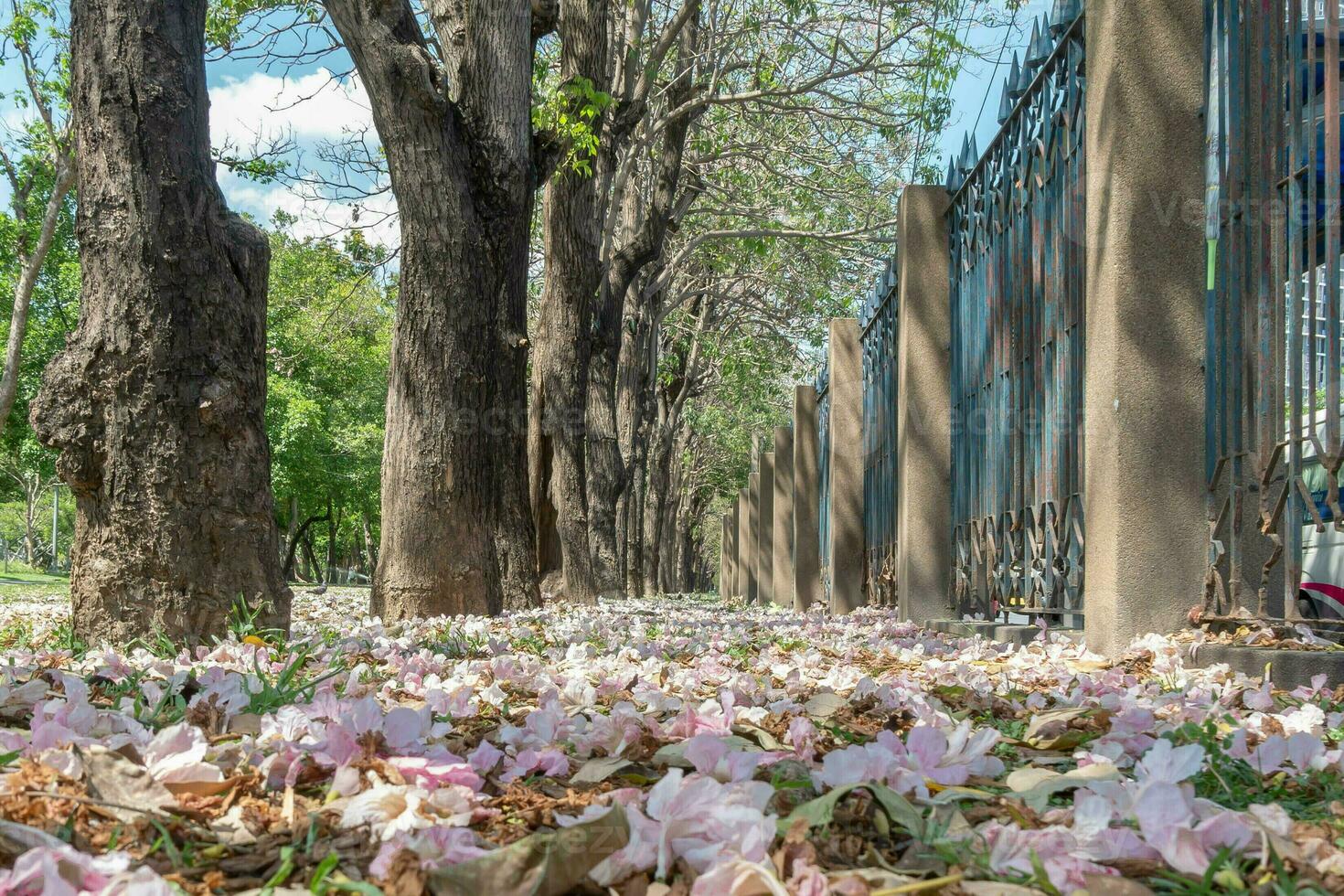 Beautiful cherry pink blossom sakura flower bloom in springtime season in April, fresh green nature grass outdoor park garden on floor carpet full of love, magenta aroma cherry blossom floral scenery photo