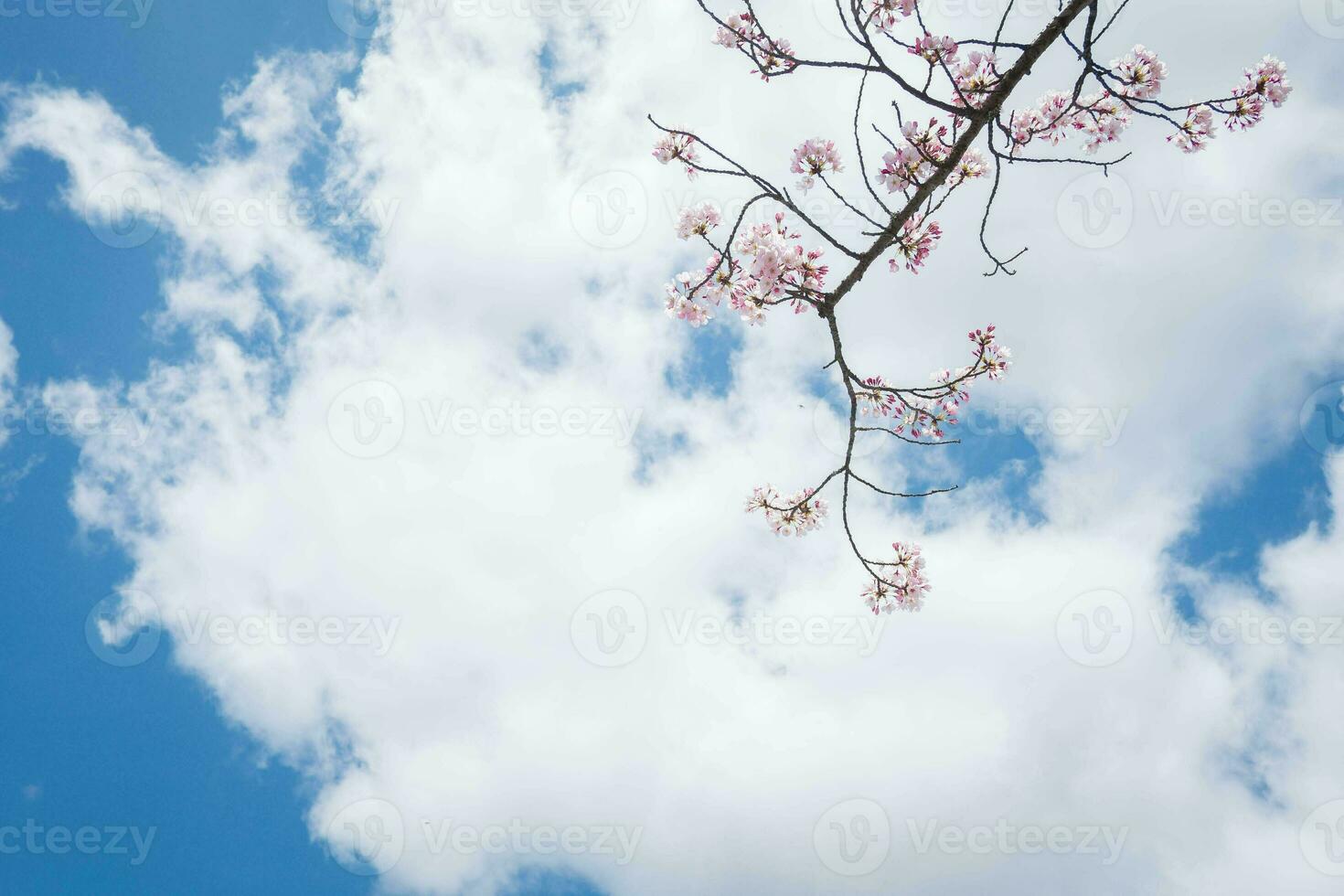 Beauty blooming blossom cherry pink sakura flower in the bright blue sky with cloud in spring and summer, nature pretty fresh floral petal plant with blue background on outdoor sunlight sunny day photo