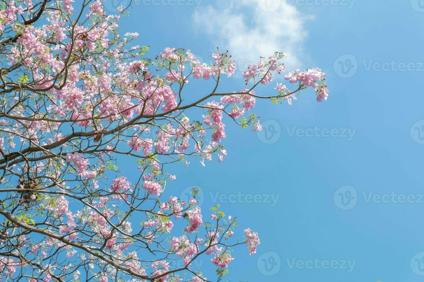 Beauty blooming blossom cherry pink sakura flower in the bright blue sky with cloud in spring and summer, nature pretty fresh floral petal plant with blue background on outdoor sunlight sunny day photo