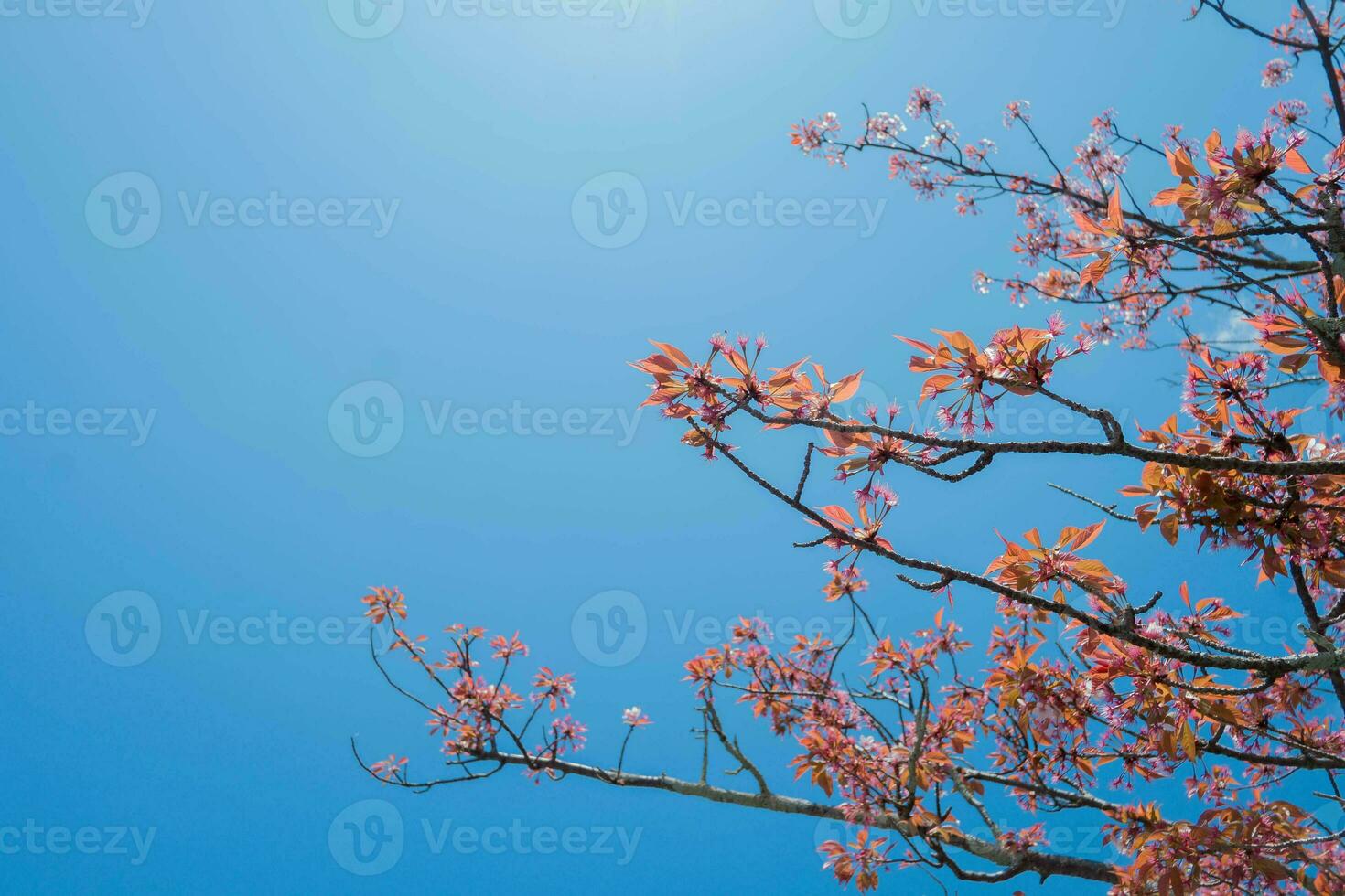 Beauty blooming blossom cherry pink sakura flower in the bright blue sky with cloud in spring and summer, nature pretty fresh floral petal plant with blue background on outdoor sunlight sunny day photo