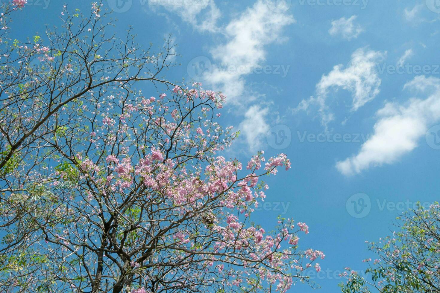 Beauty blooming blossom cherry pink sakura flower in the bright blue sky with cloud in spring and summer, nature pretty fresh floral petal plant with blue background on outdoor sunlight sunny day photo