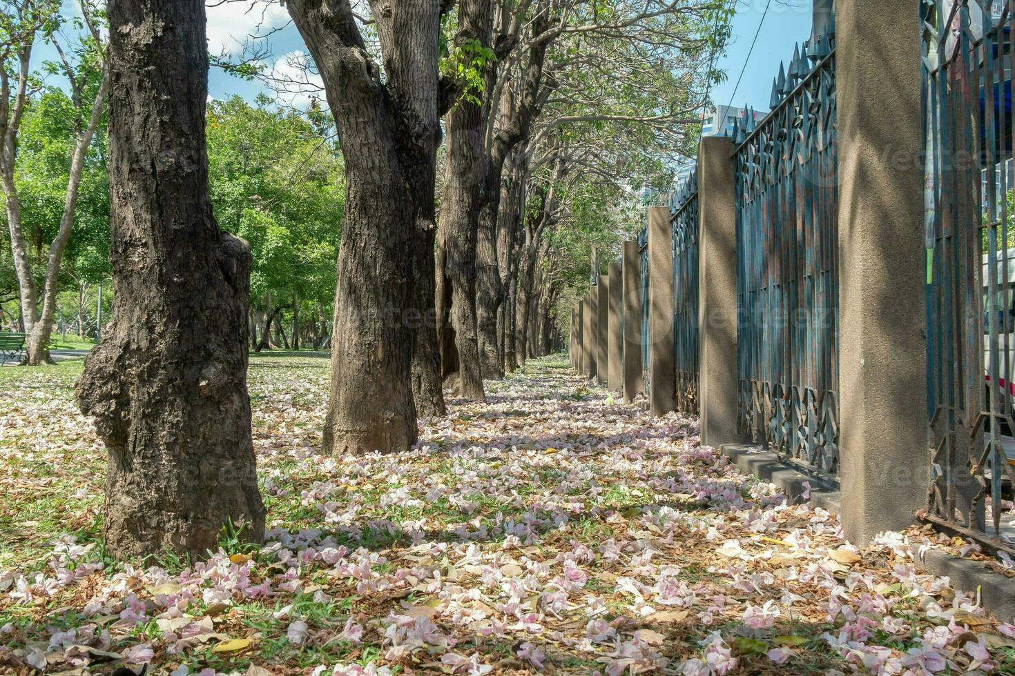 Beautiful cherry pink blossom sakura flower bloom in springtime season in April, fresh green nature grass outdoor park garden on floor carpet full of love, magenta aroma cherry blossom floral scenery photo