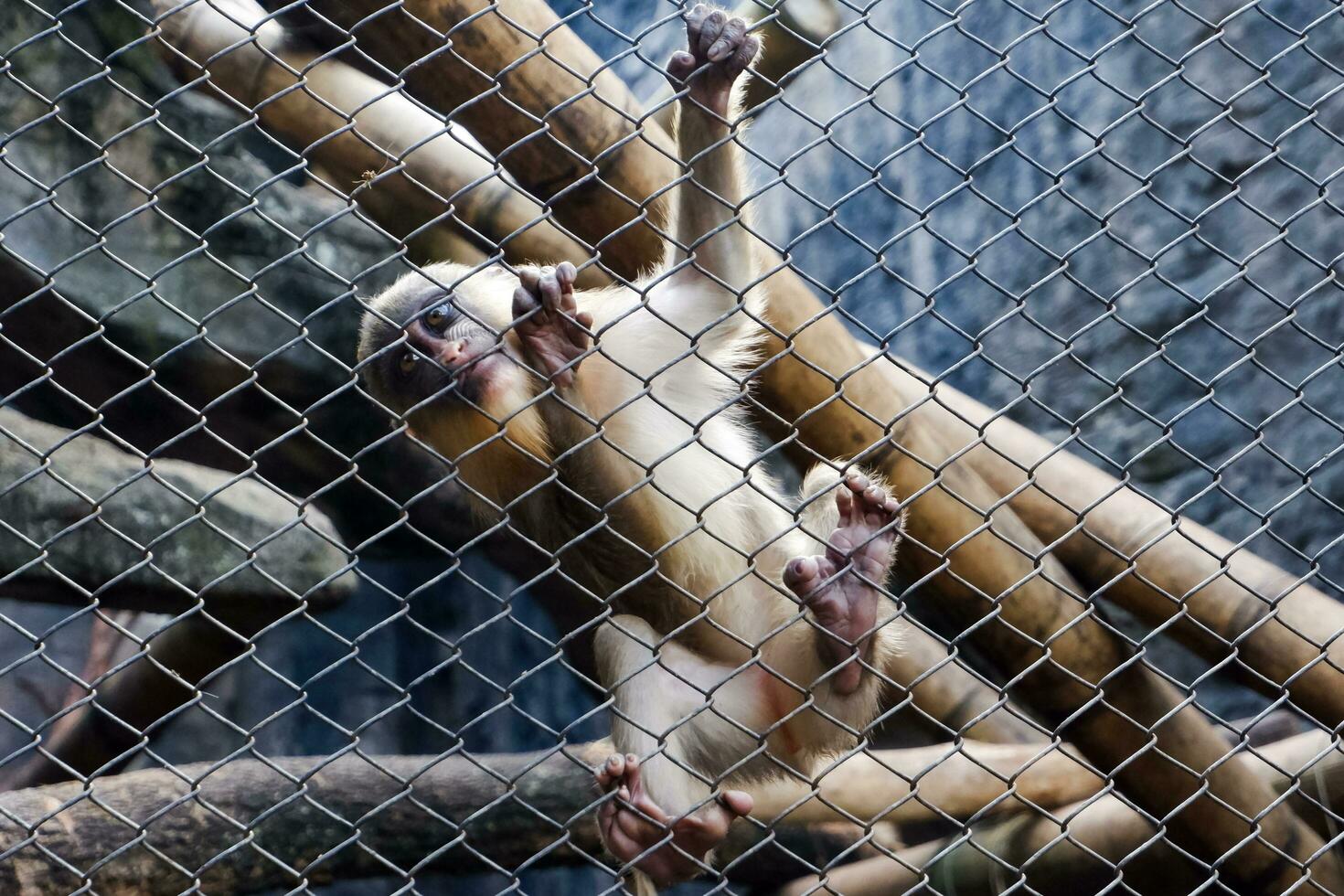 Selective focus of mandrill monkey sitting in his cage in the afternoon. Great for educating children about wild animals. photo