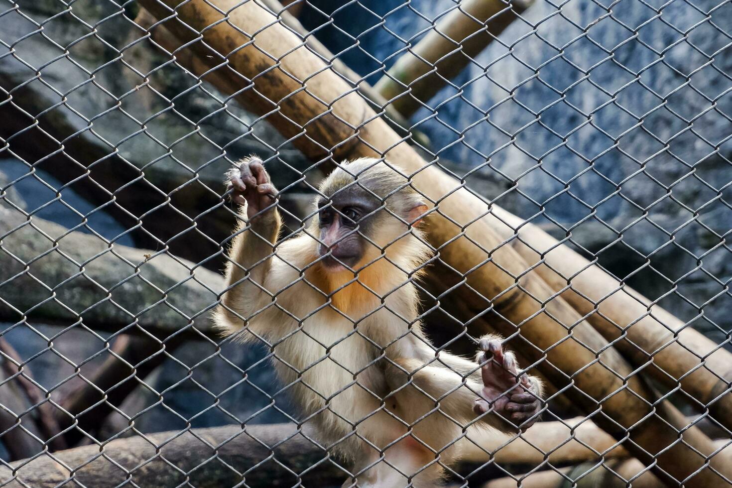 Selective focus of mandrill monkey sitting in his cage in the afternoon. Great for educating children about wild animals. photo