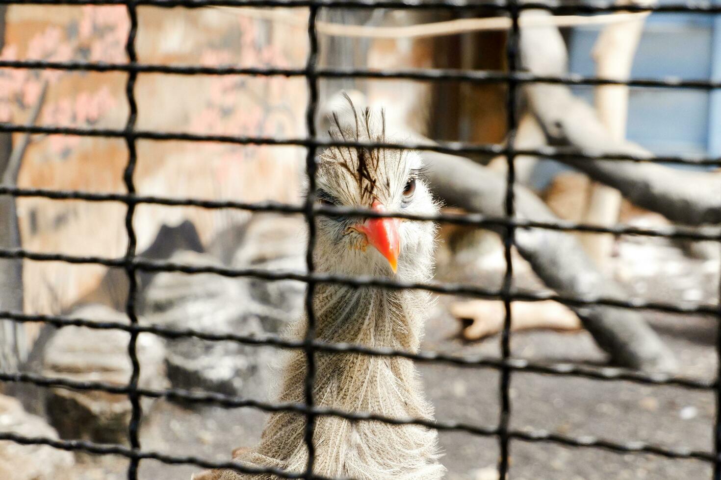 Selective focus of seriema who was in his cage in the afternoon. Great for educating children about wild animals. photo