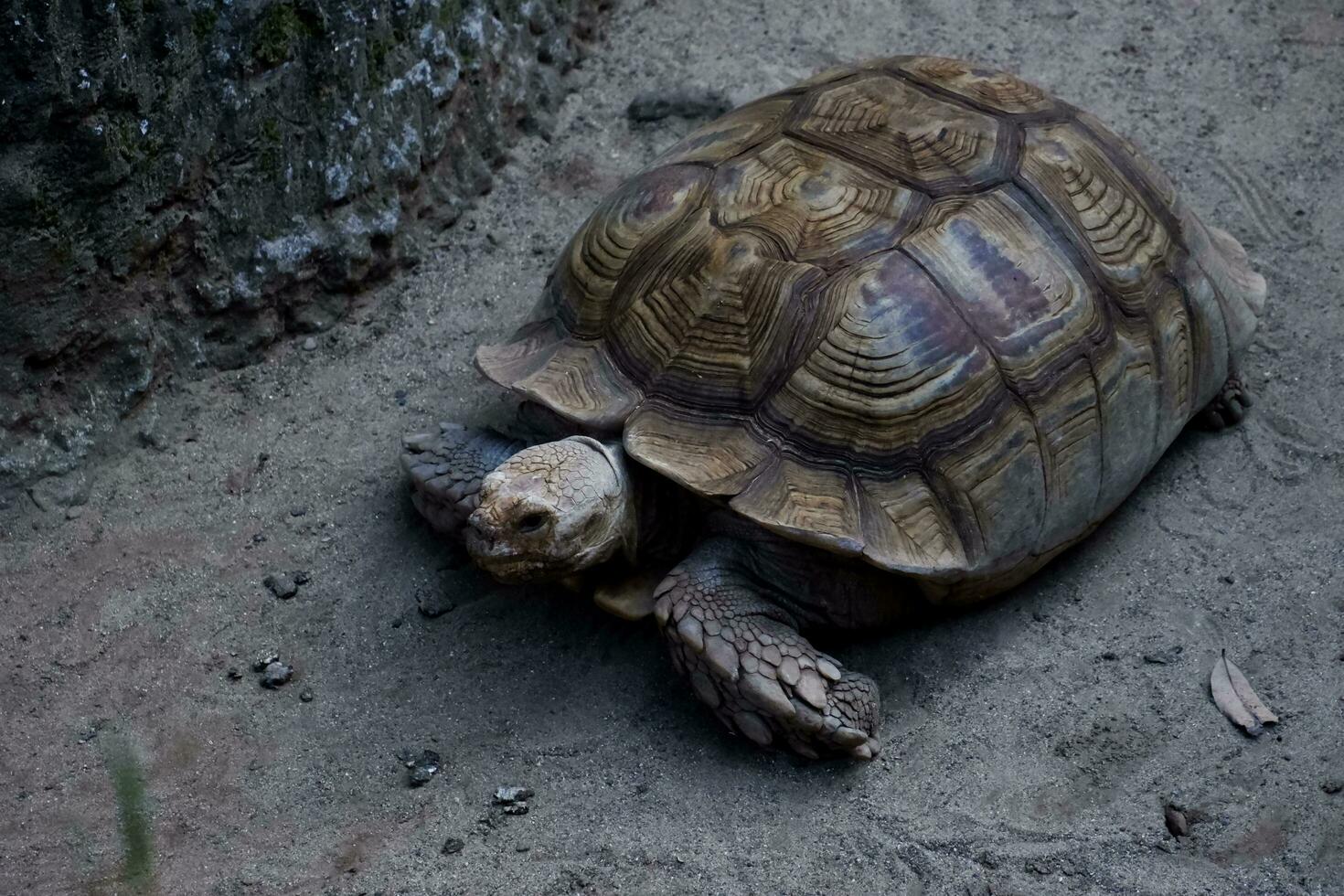 Selective focus of a Brazilian tortoise feeding in its enclosure in the afternoon. Great for educating children about wild animals. photo