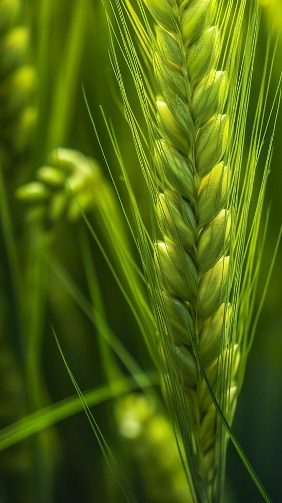 Green barley spike closeup, Green wheat, full grain, Close up of an ear of unripe wheat, AI Generative photo