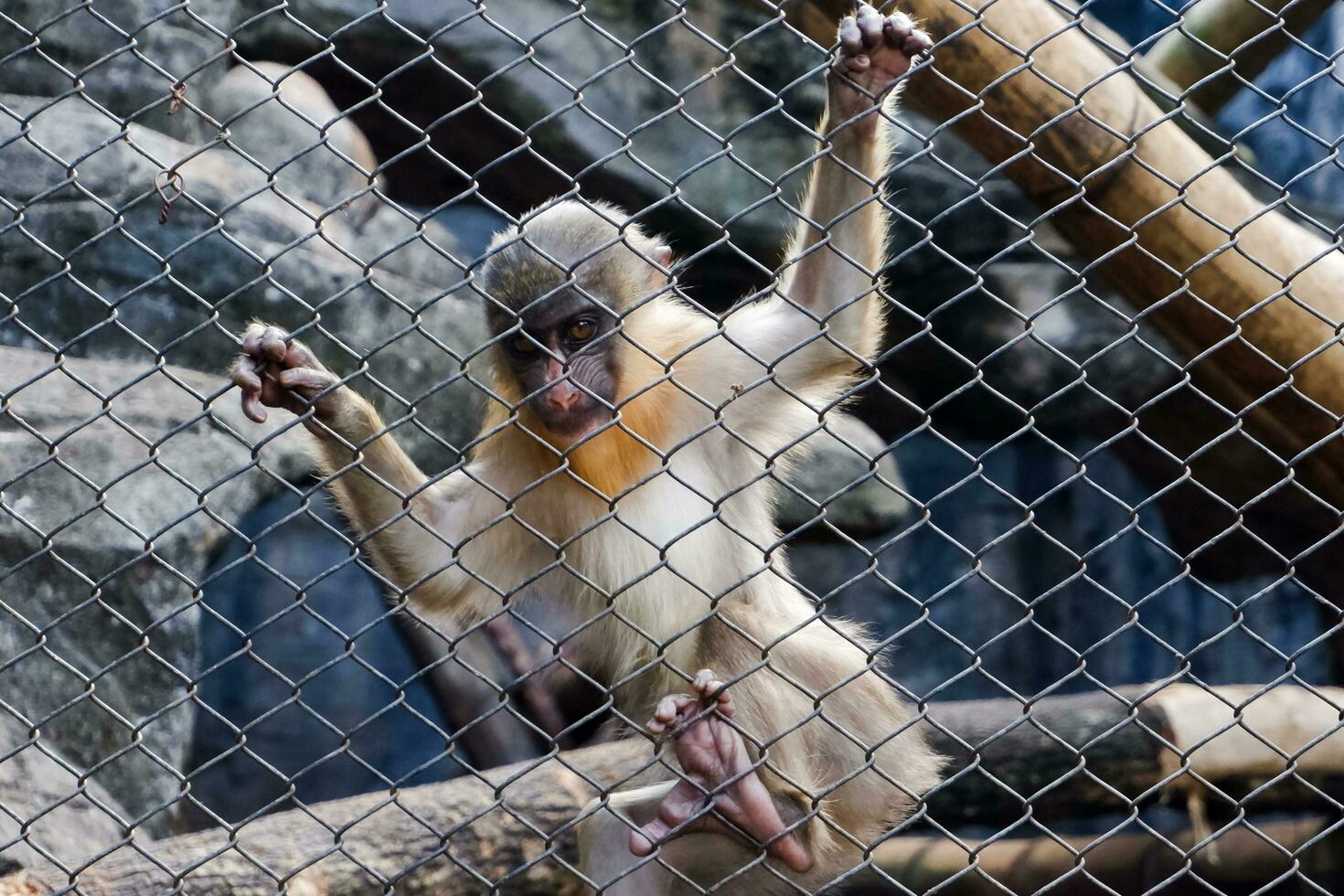 Selective focus of mandrill monkey sitting in his cage in the afternoon. Great for educating children about wild animals. photo