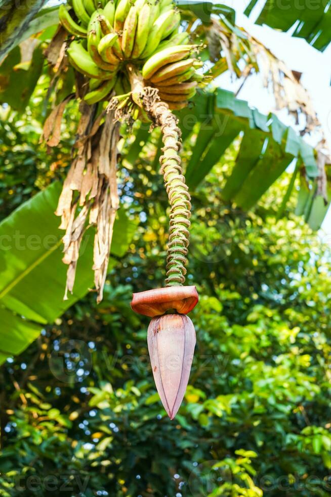 A bunch of raw bananas on the tree, banana blossom photo