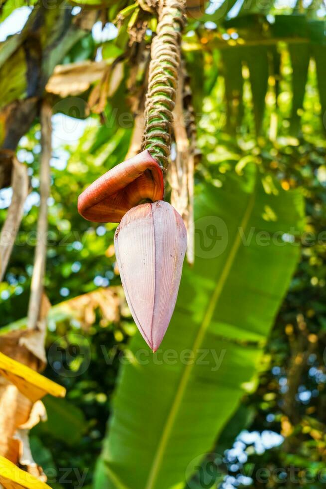 A bunch of raw bananas on the tree, banana blossom photo
