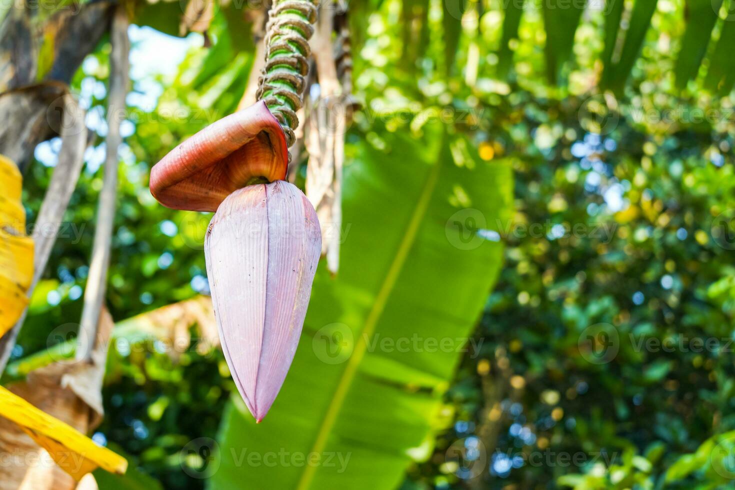 A bunch of raw bananas on the tree, banana blossom photo