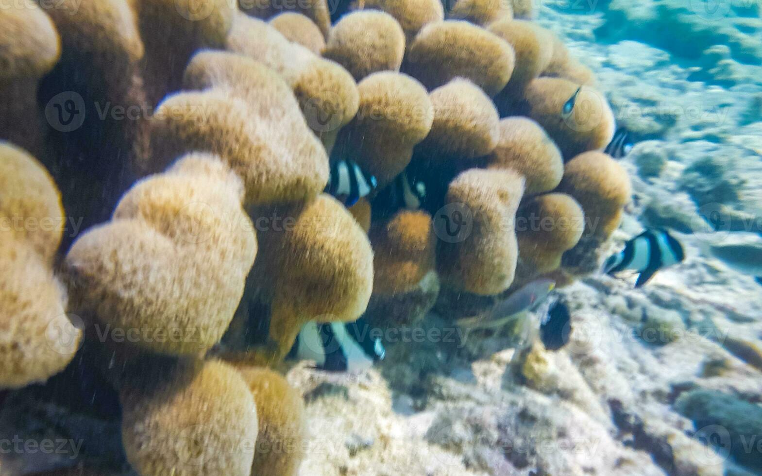 bucear submarino puntos de vista pescado corales turquesa agua rasdhoo isla Maldivas. foto