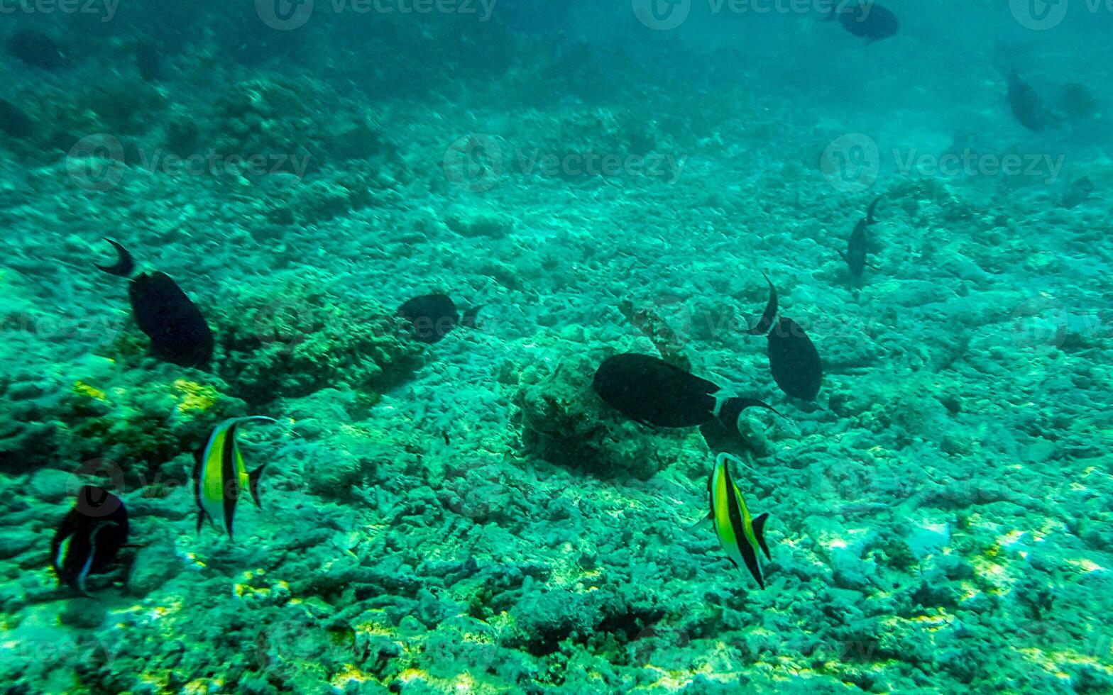 Snorkeling underwater views fish Corals turquoise water Rasdhoo island Maldives. photo