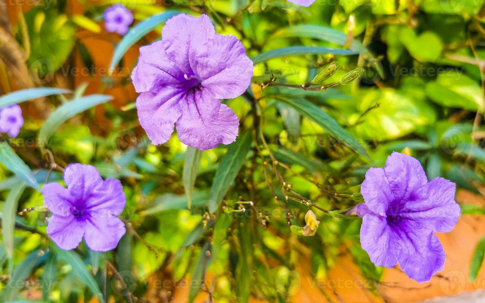 Purple pink flower Brittons Wild Petunia Mexican Bluebell Petunia Mexico. photo