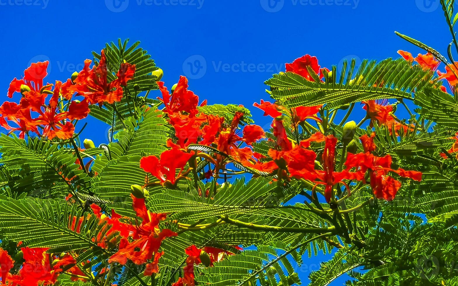 hermoso árbol de llama tropical flores rojas extravagante delonix regia méxico. foto