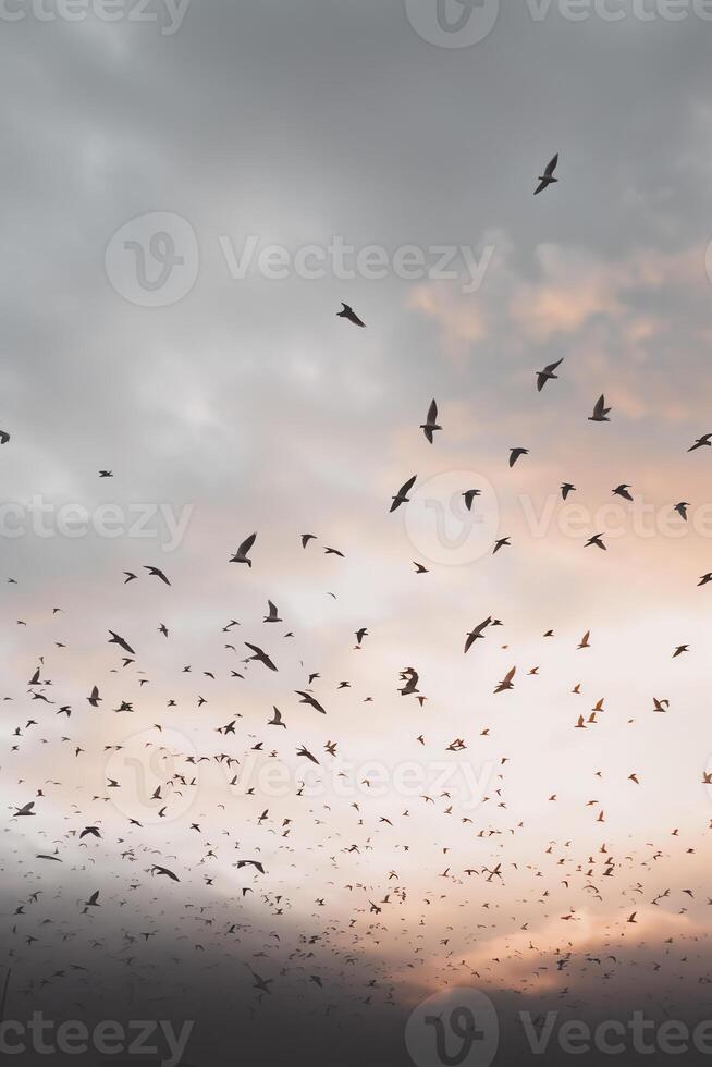 a flock of birds flying across a white sky photo