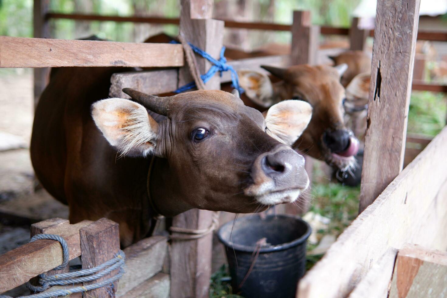 masculino bali vacas originario desde Indonesia en un bolígrafo foto