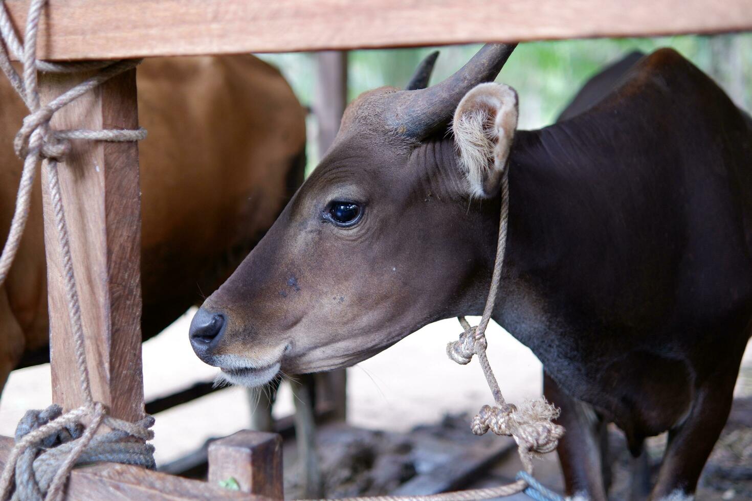 male Bali cattle originating from Indonesia in a pen photo