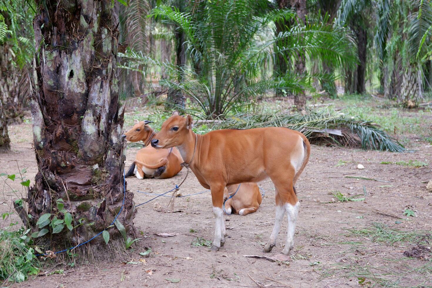 Mother Balinese cow and her calf relaxing under an oil palm tree photo