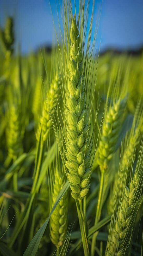 Green barley spike closeup, Green wheat, full grain, Close up of an ear of unripe wheat, photo