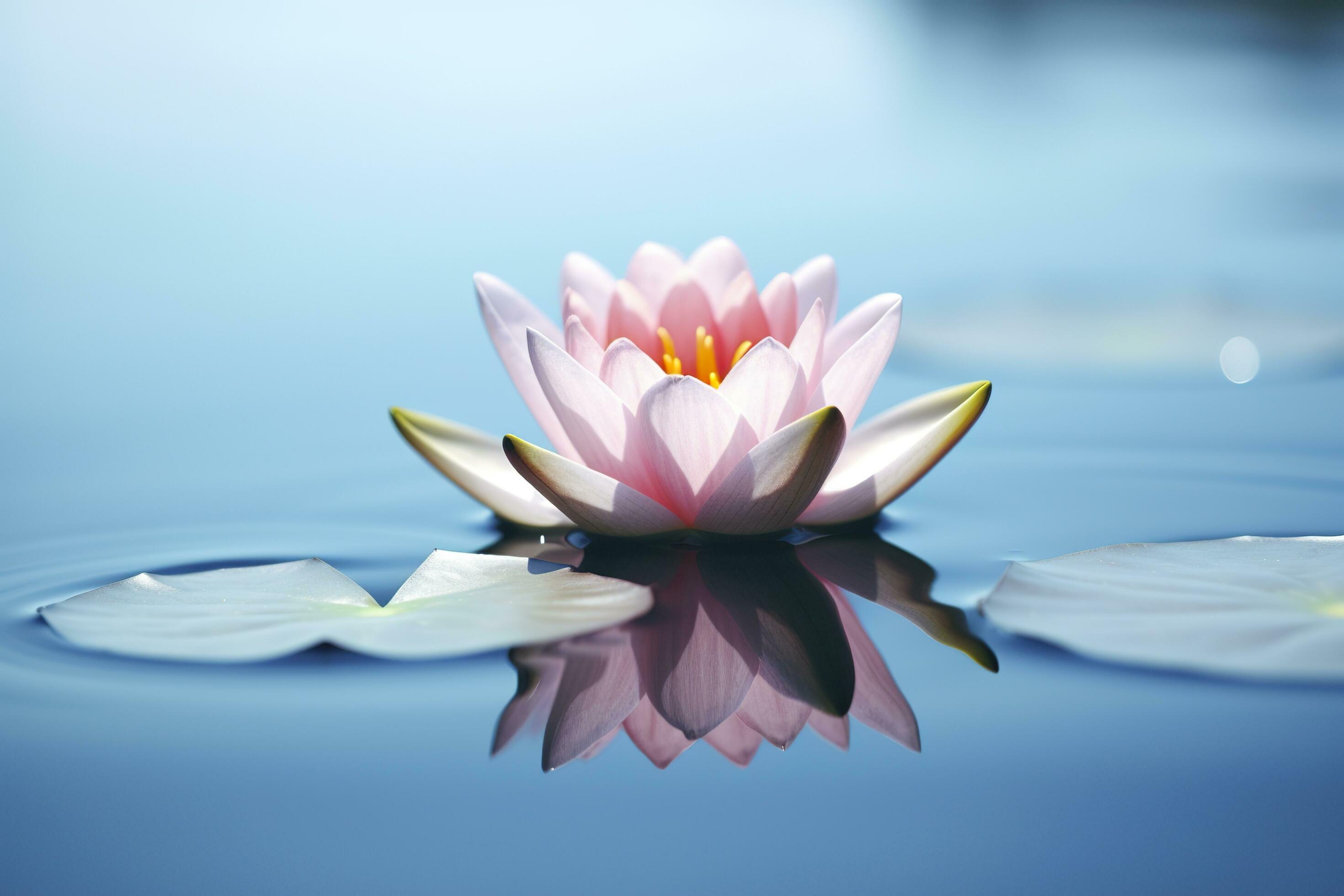 Lily Lotus Learning Mindfulness Bundle by Lily Lotus Learning