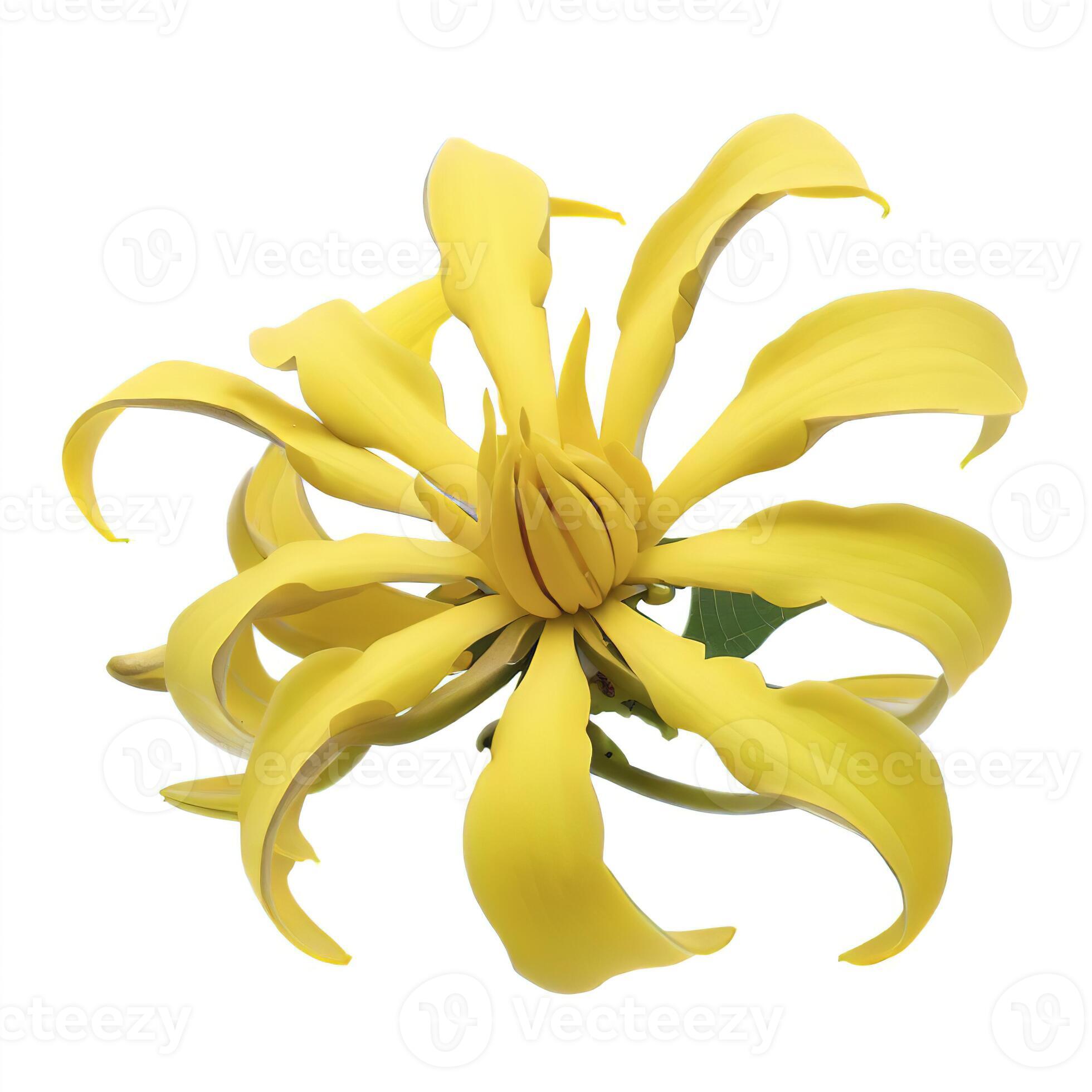 flower climbing ylangylang, climbing ilangilang, manorangini, hara