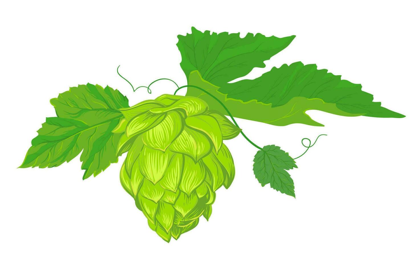A compositions of leaves and fruits of hops. Fresh ingredient for the production of beer. Vector illustration for the design of a poster, menu of a craft brewery. Isolated on a white background