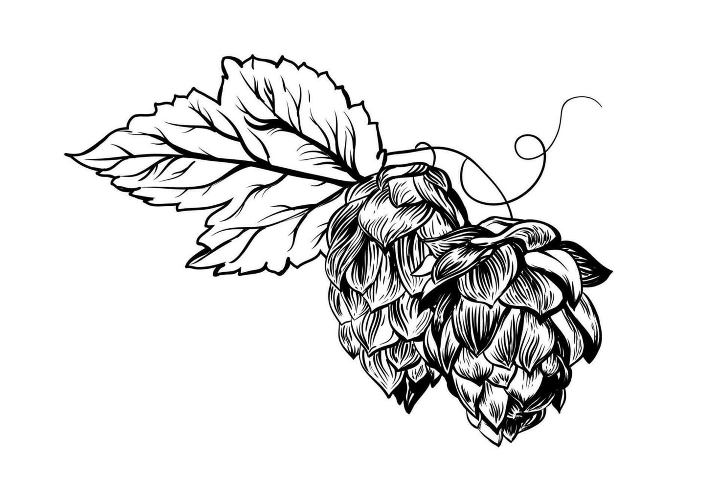 Leaves and fruits of hops. Fresh ingredient for the production of beer. Clipart for the design of a poster, menu of a craft brewery. Isolated on a white background vector