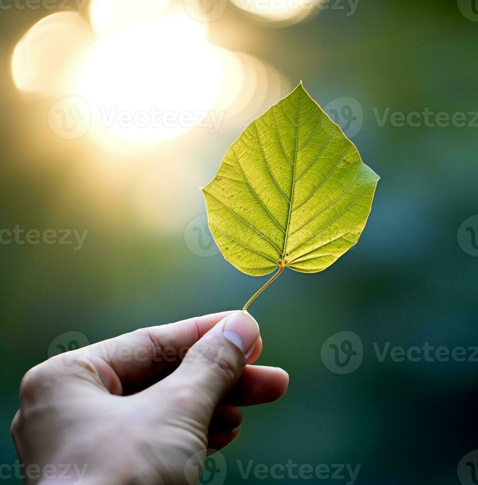 A person holding a leaf against the sun, nature stock photo