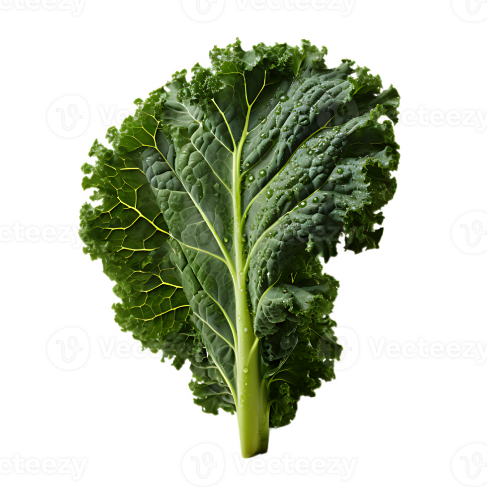 fresh kale leaf png