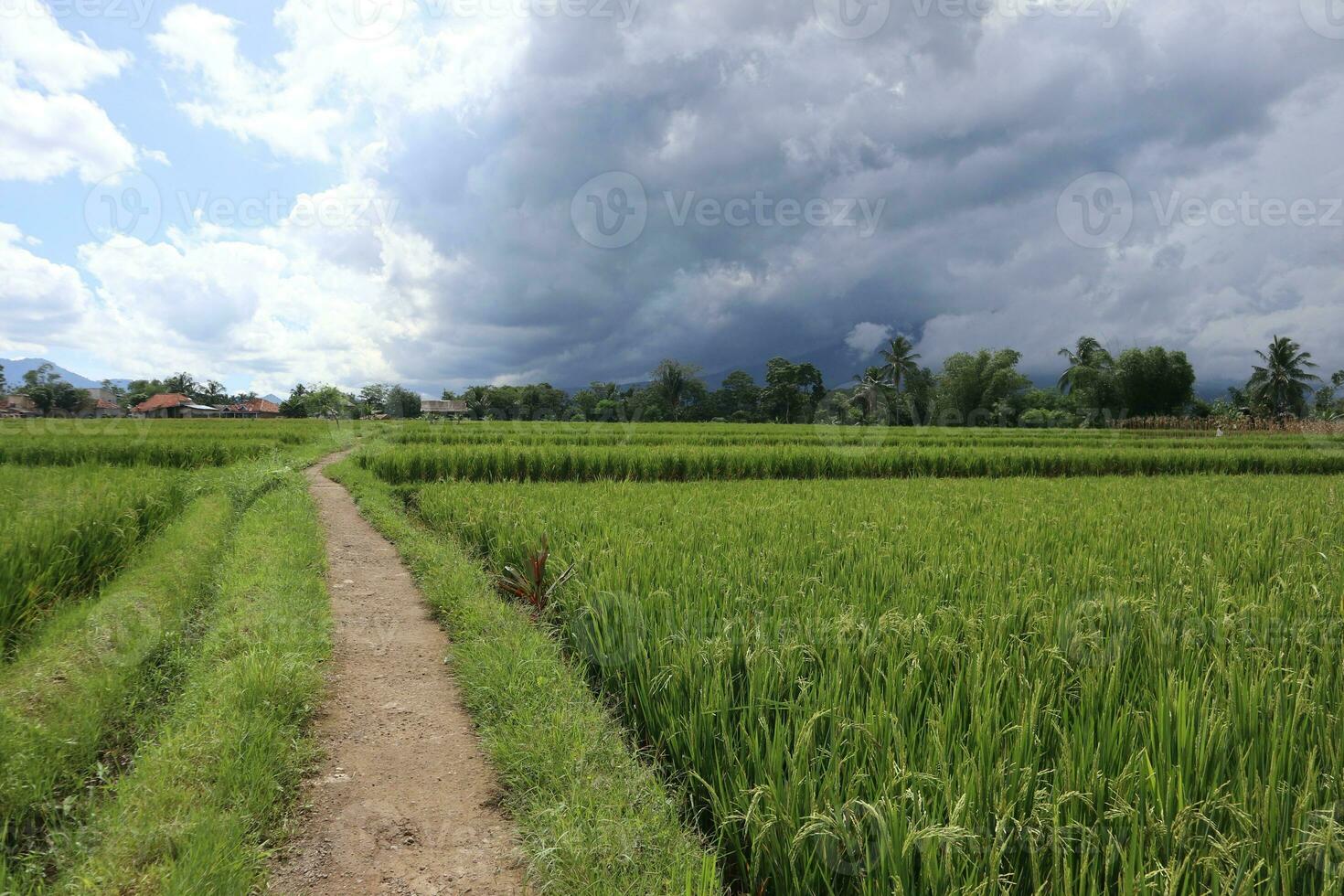 Country road between rice fields photo